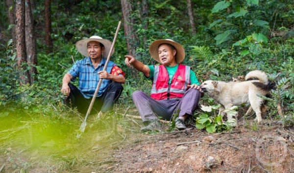富灯网  七旬老党员五十余载守护一片绿
